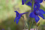 Alabama larkspur